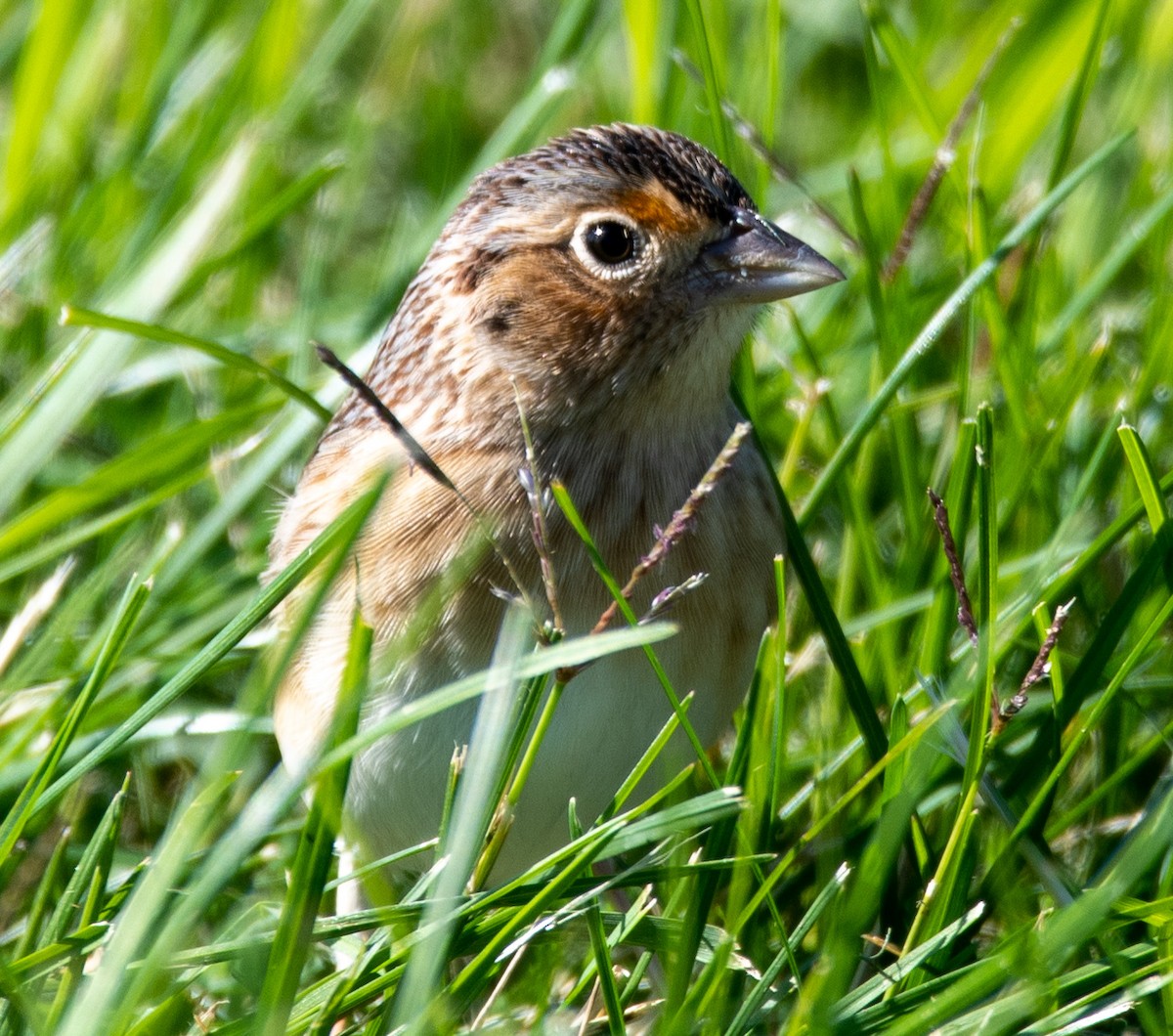 Grasshopper Sparrow - ML492018171