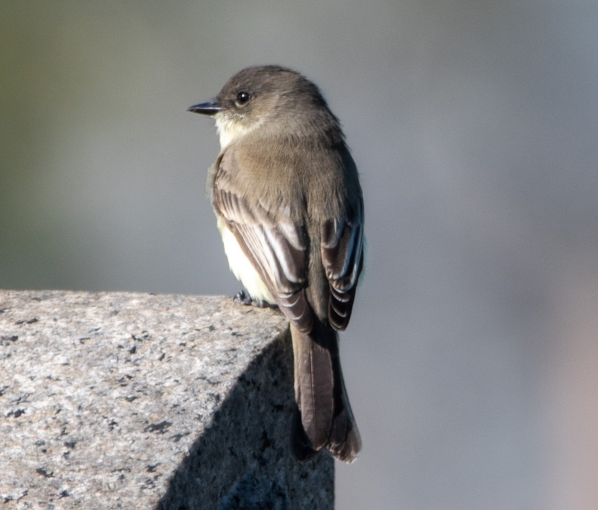 Eastern Phoebe - ML492018201