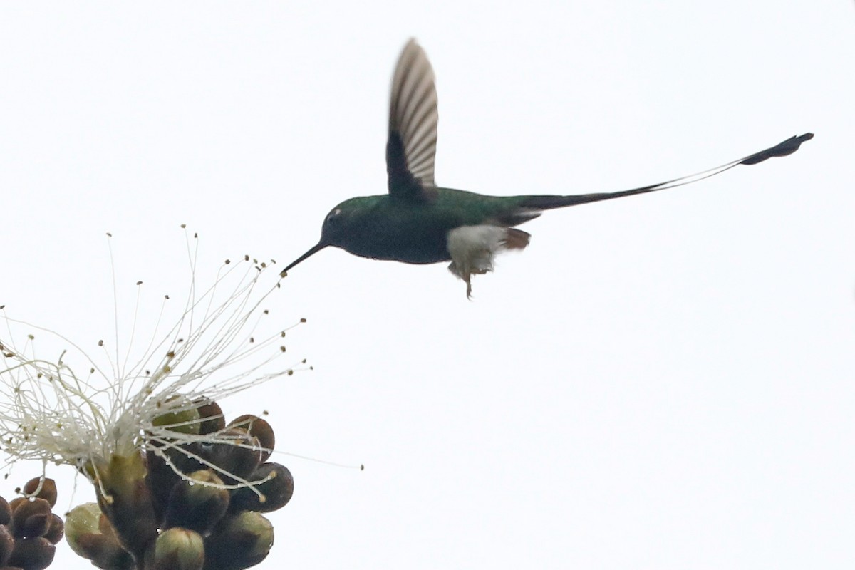 White-booted Racket-tail - ML492018481