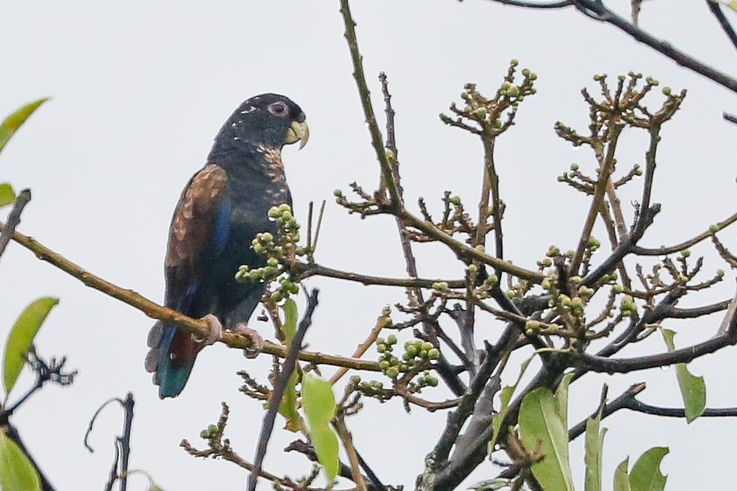 Bronze-winged Parrot - ML492018651