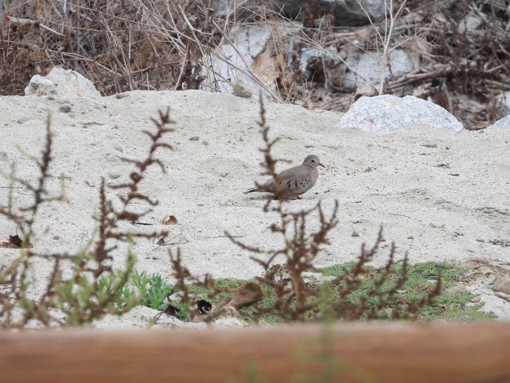 Common Ground Dove - ML492018891