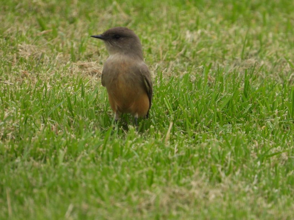 Say's Phoebe - ML492019181