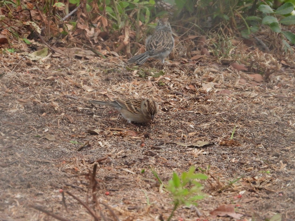 Chipping Sparrow - ML492019371