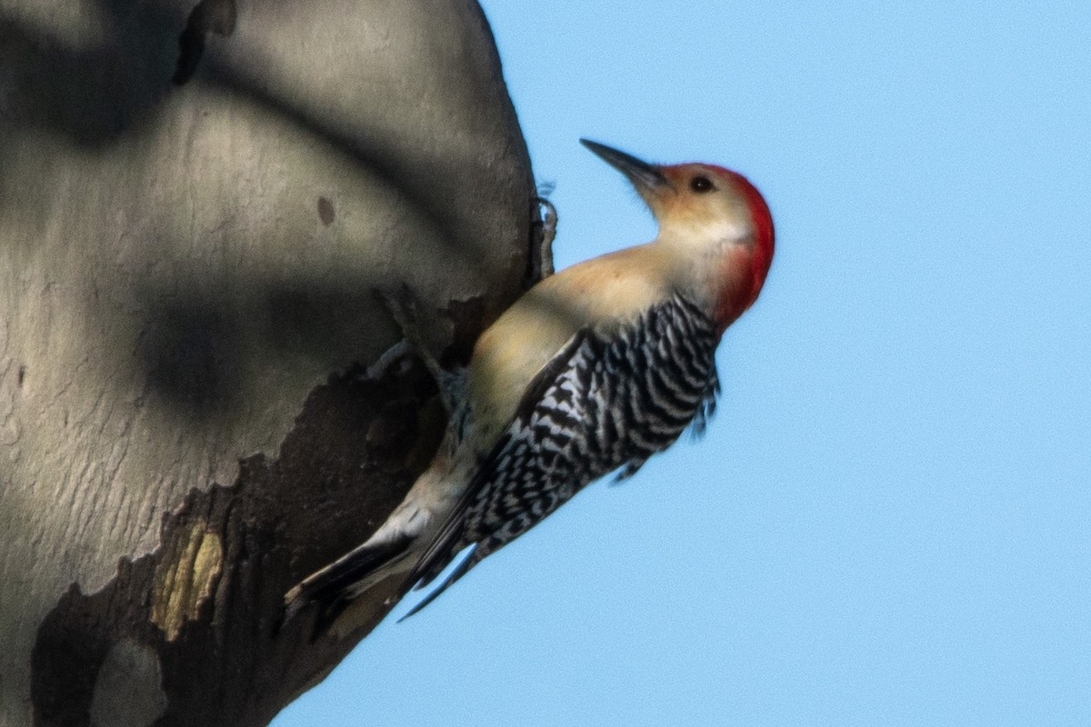 Red-bellied Woodpecker - ML492019401