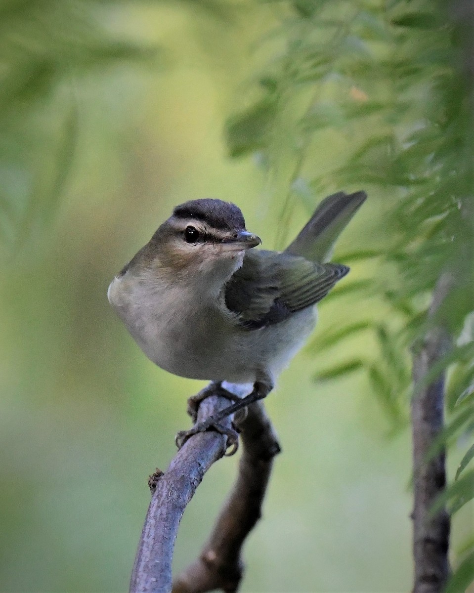 Kızıl Gözlü Vireo - ML492020081