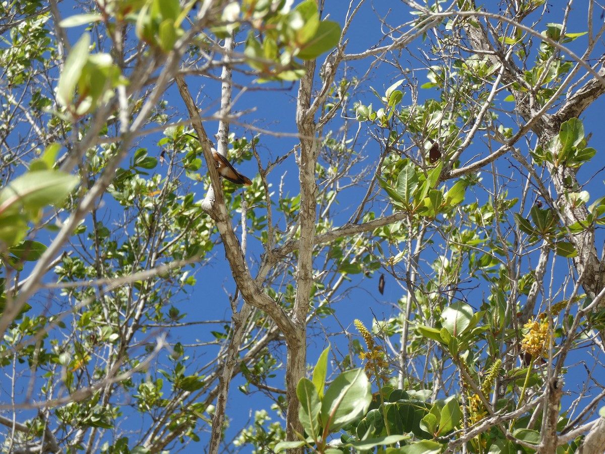 Inagua Woodstar - ML492020741