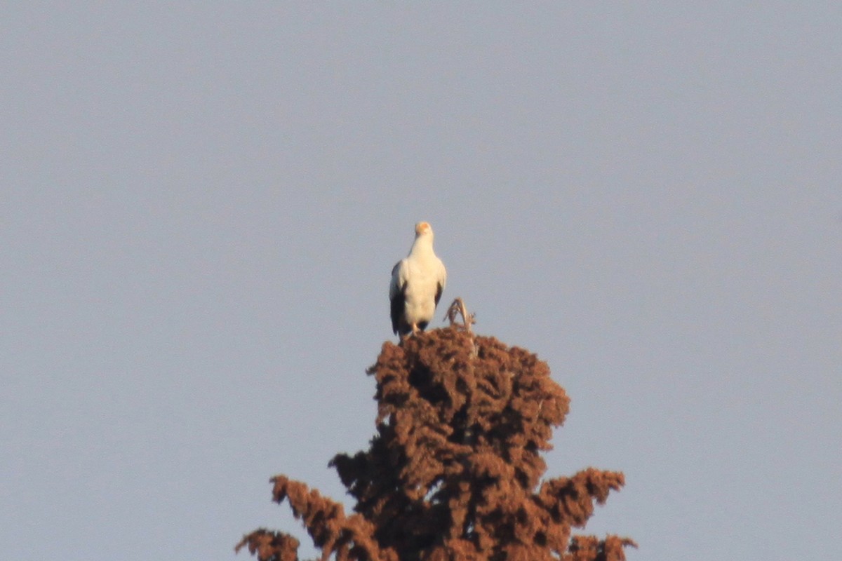 Palm-nut Vulture - ML49202131