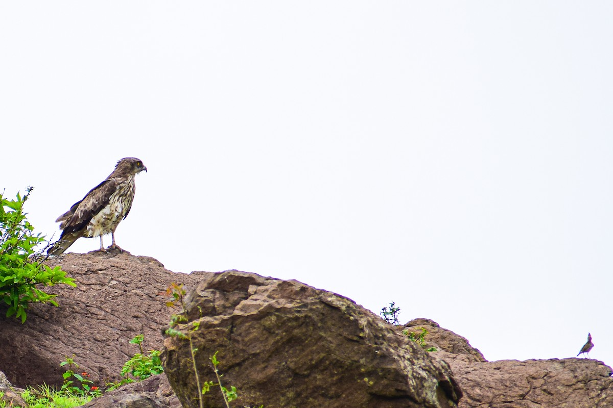 Short-toed Snake-Eagle - Saptarshi Chatterjee