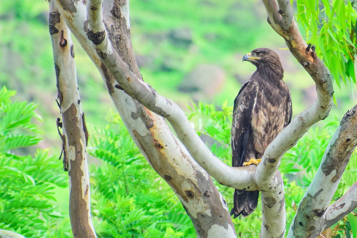 Tawny Eagle - Saptarshi Chatterjee