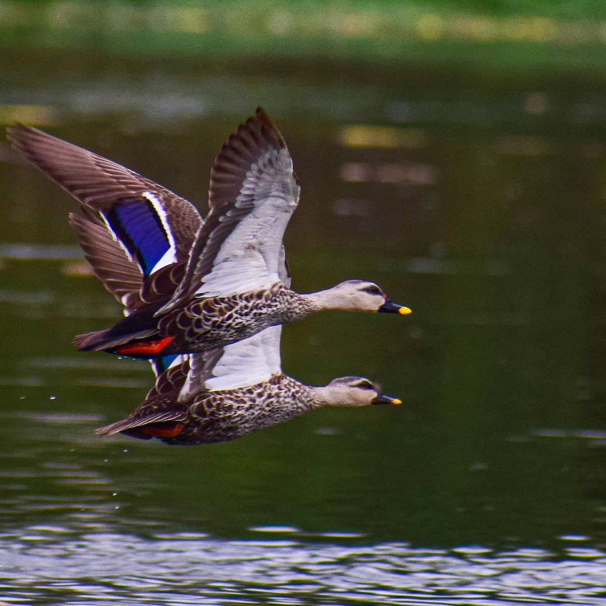 Indian Spot-billed Duck - Saptarshi Chatterjee