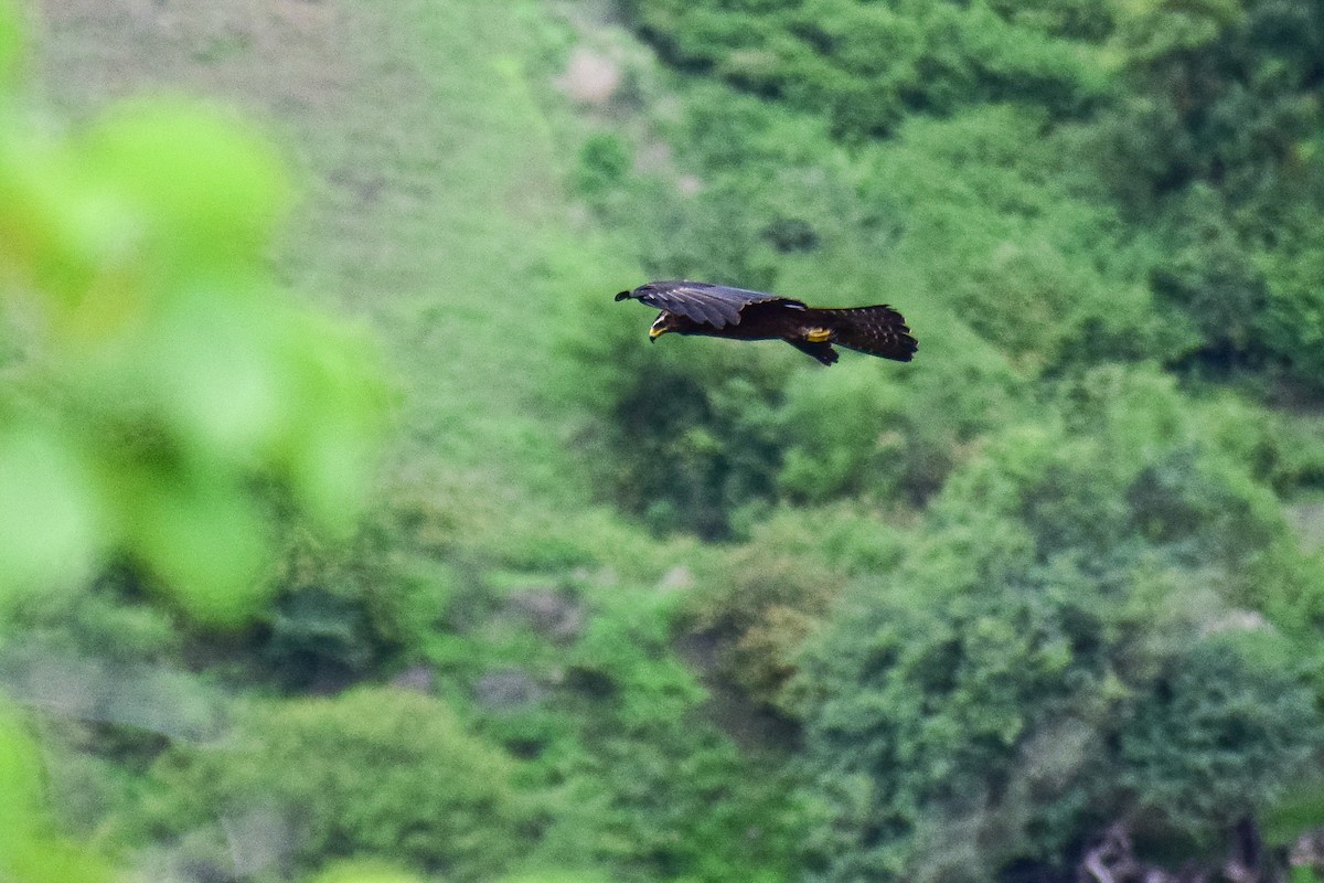 Black Eagle - Saptarshi Chatterjee