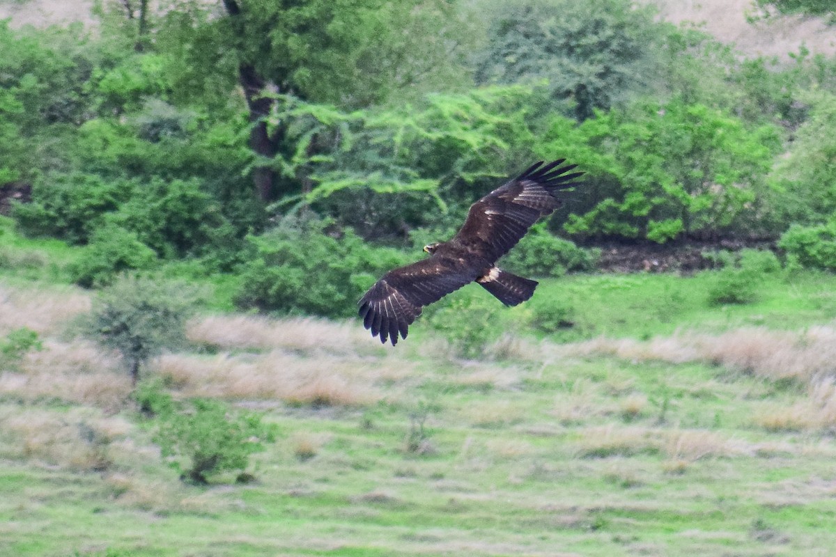 カザノワシ - ML492023051