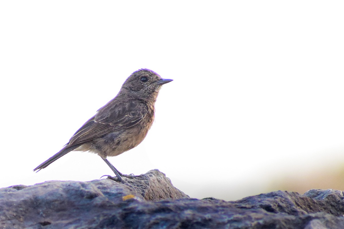 クロノビタキ - ML492023211