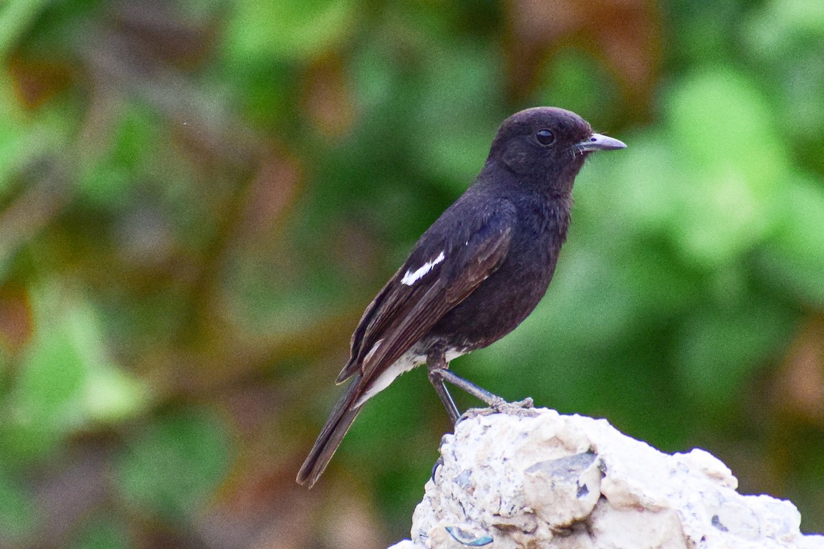 クロノビタキ - ML492023221