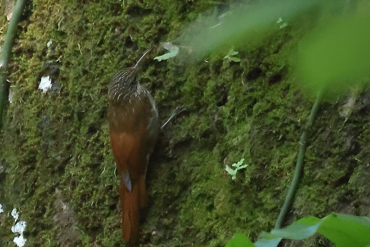 Streak-headed Woodcreeper - ML492024031