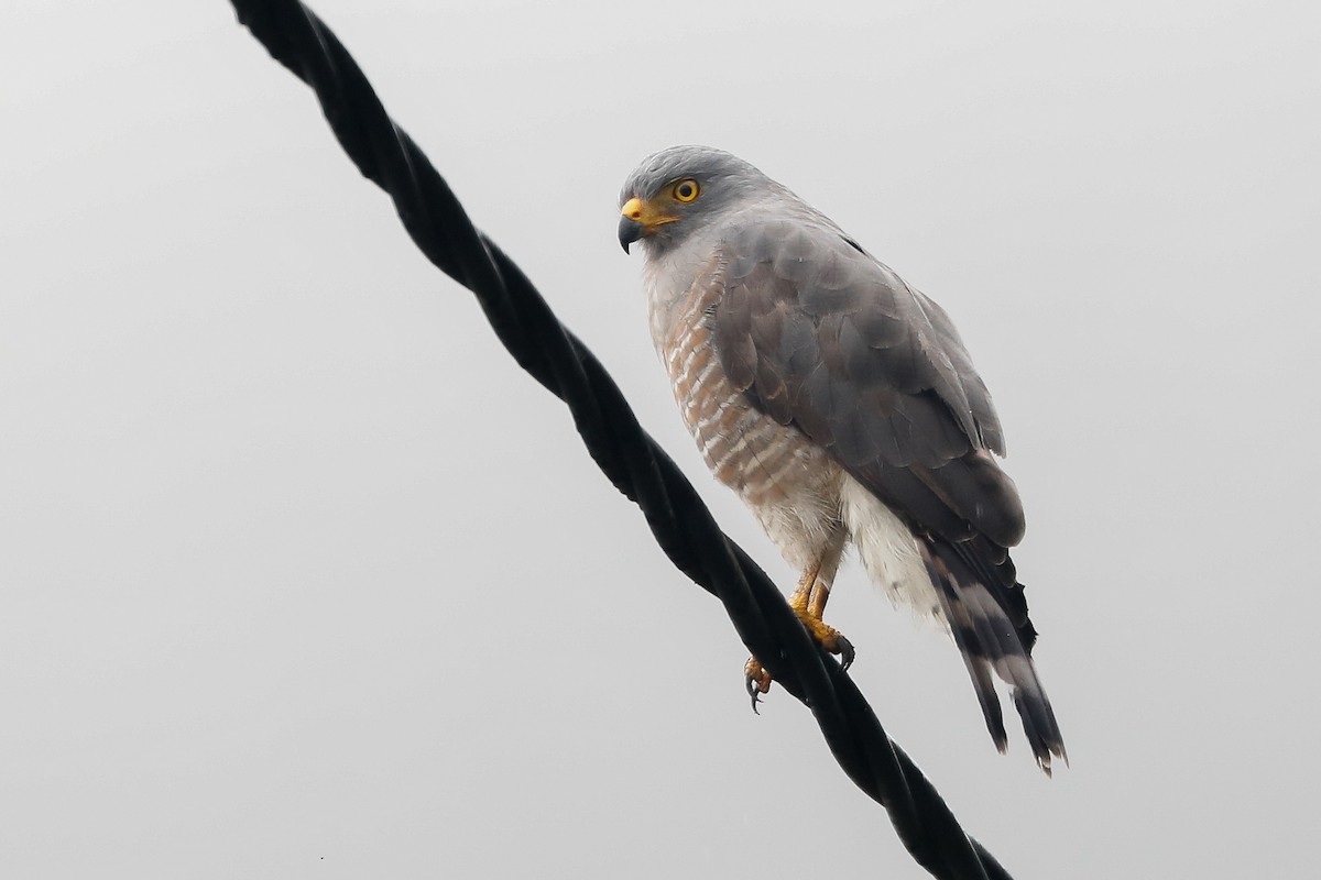 Roadside Hawk - ML492024041