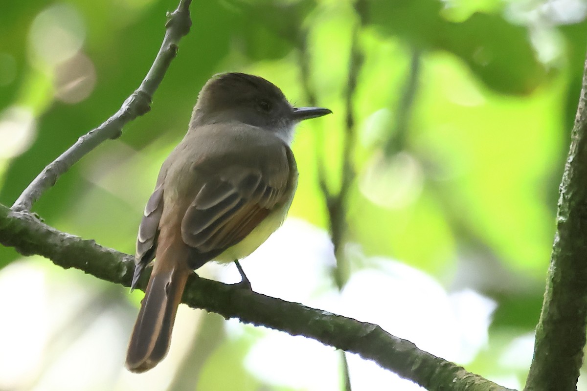 Dusky-capped Flycatcher - Vinicio Cruz