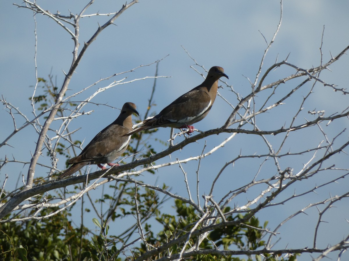 White-winged Dove - ML492025021