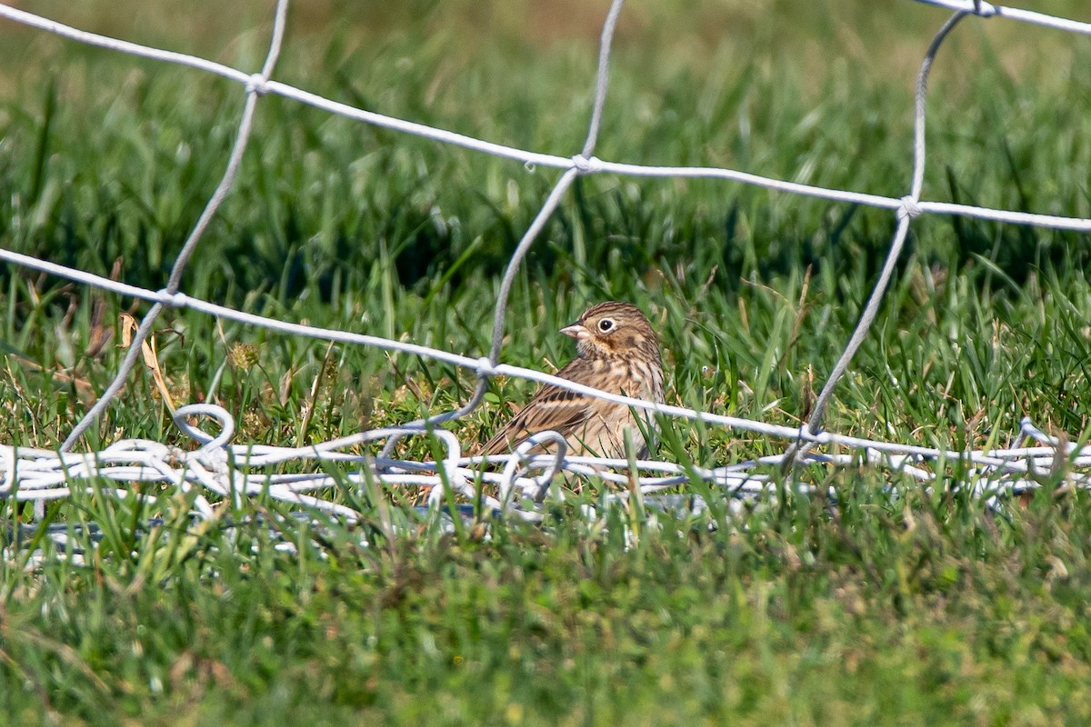 Vesper Sparrow - ML492025151