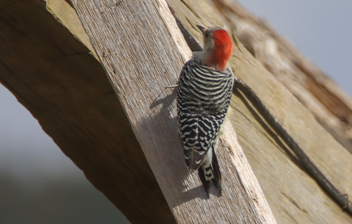 Red-bellied Woodpecker - ML492025181