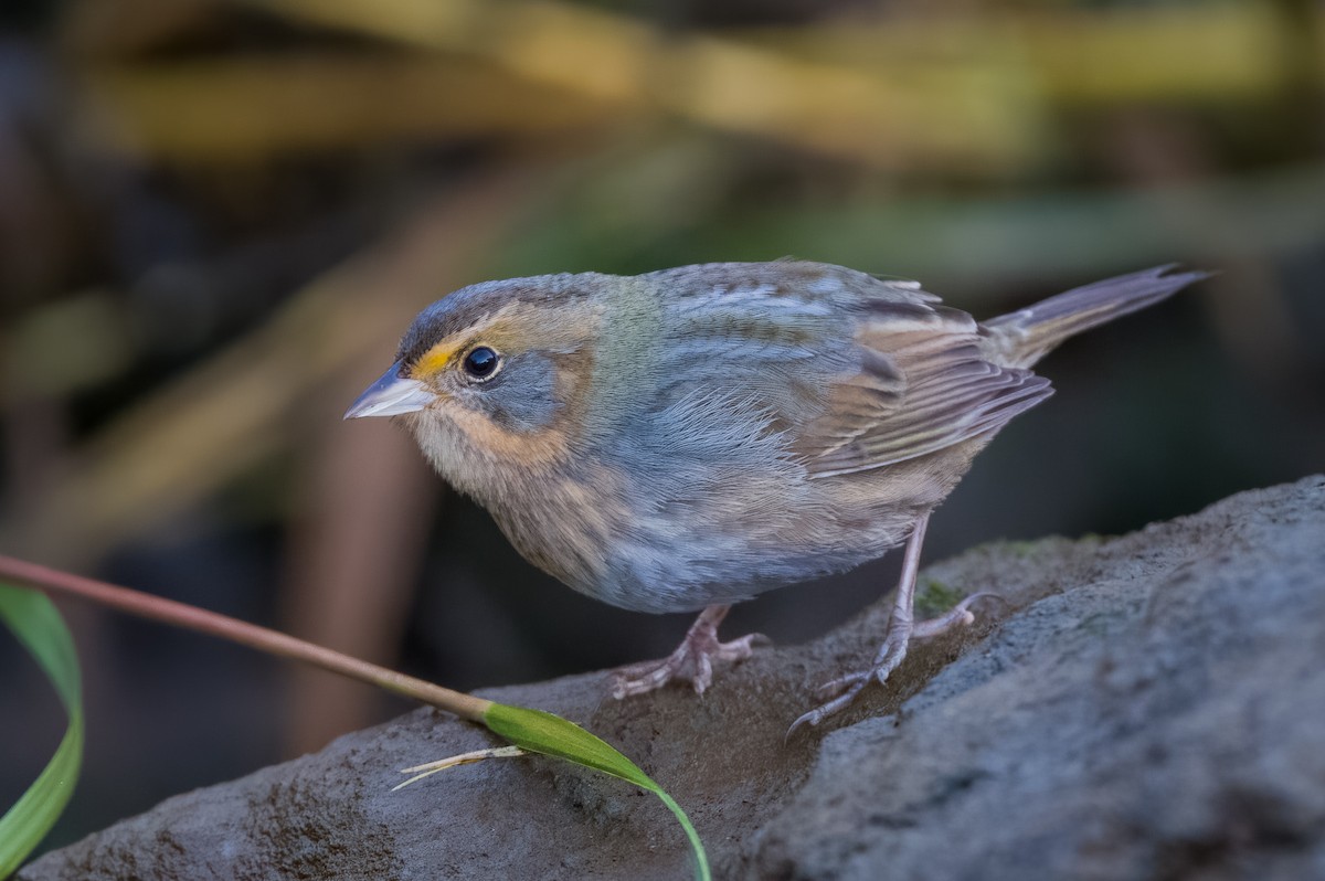 Nelson's Sparrow - ML492025201