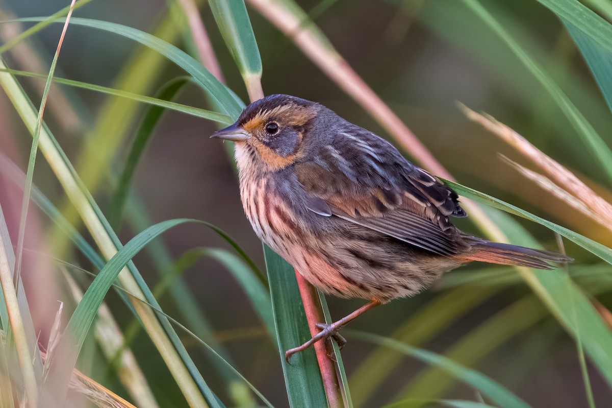 Saltmarsh Sparrow - Adam Cunningham