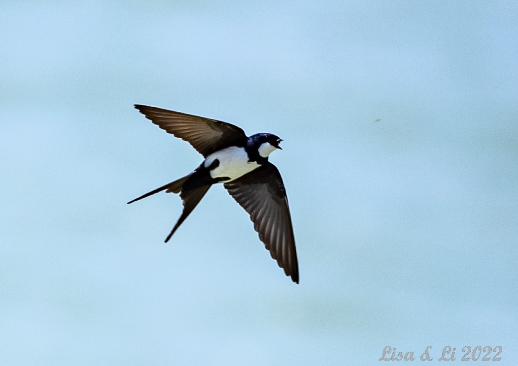 Black-collared Swallow - Lisa & Li Li