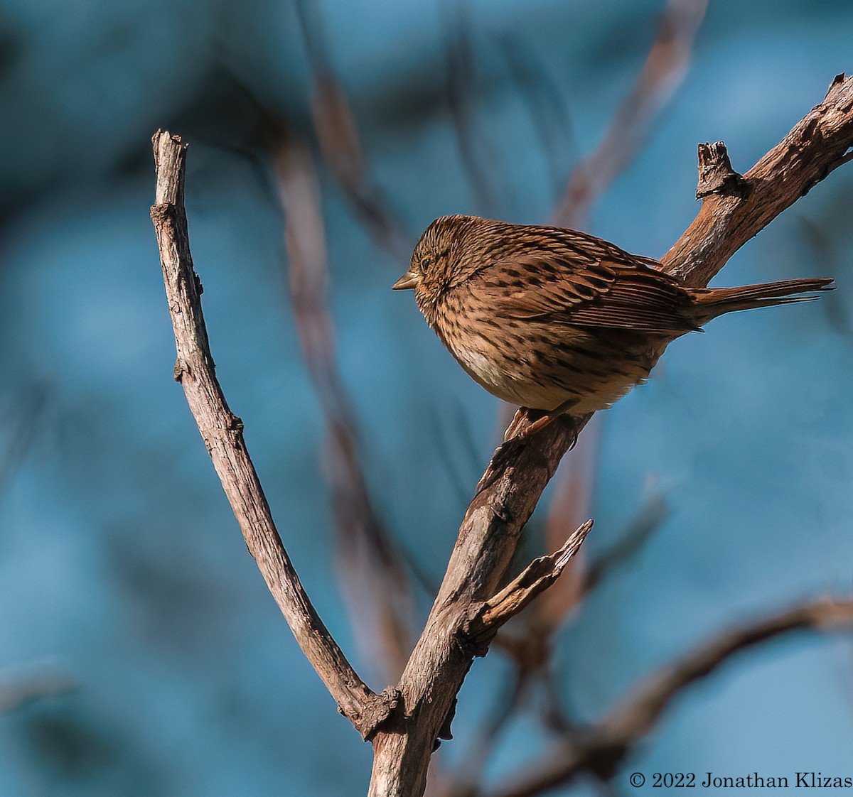 Lincoln's Sparrow - ML492026821
