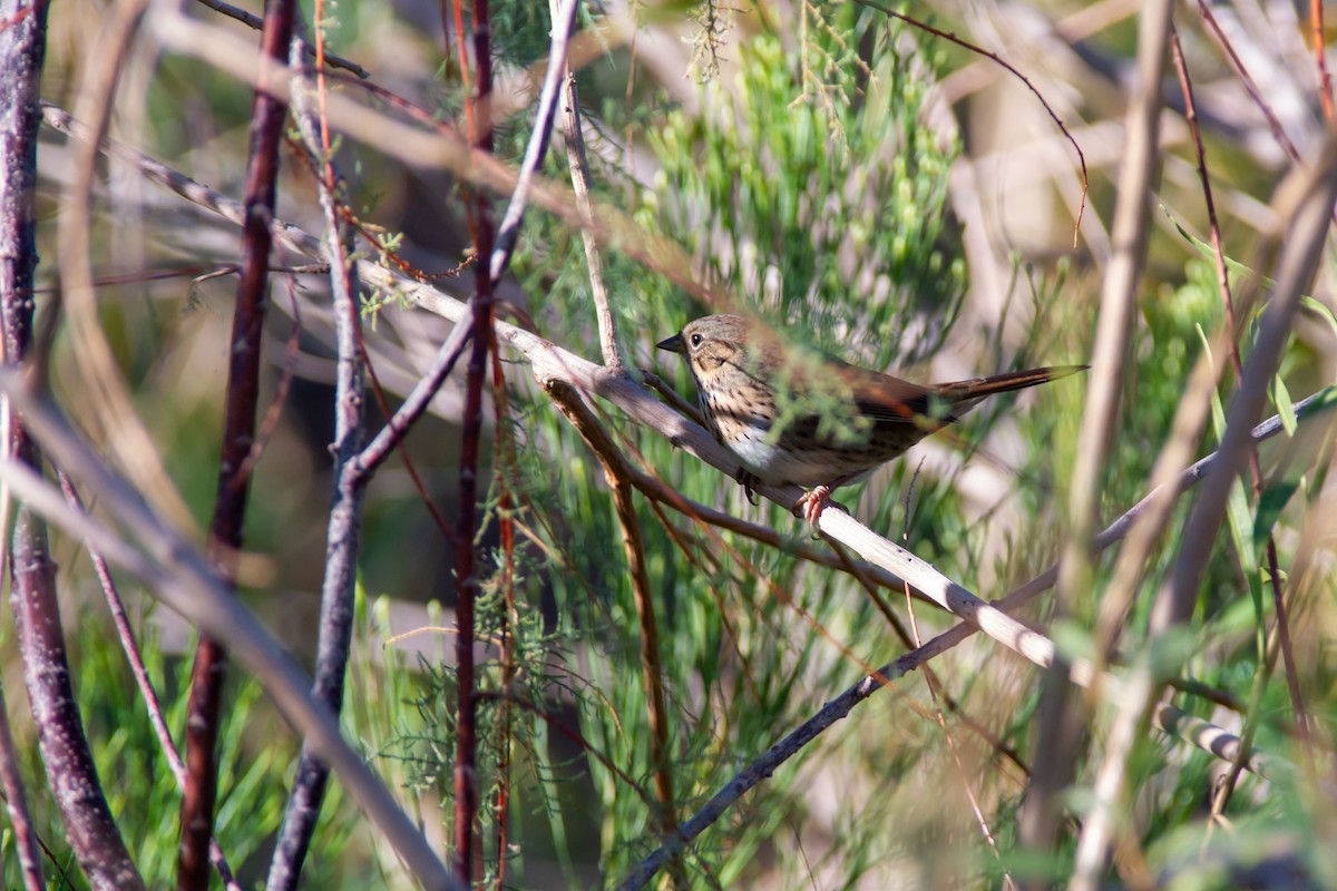 Lincoln's Sparrow - ML492026871