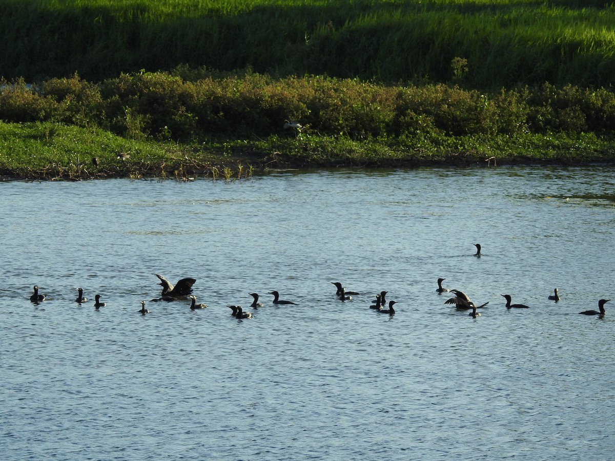 Little Black Cormorant - ML49202761