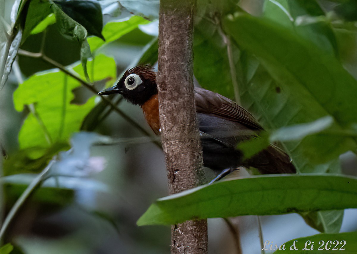 Harlequin Antbird - ML492027881