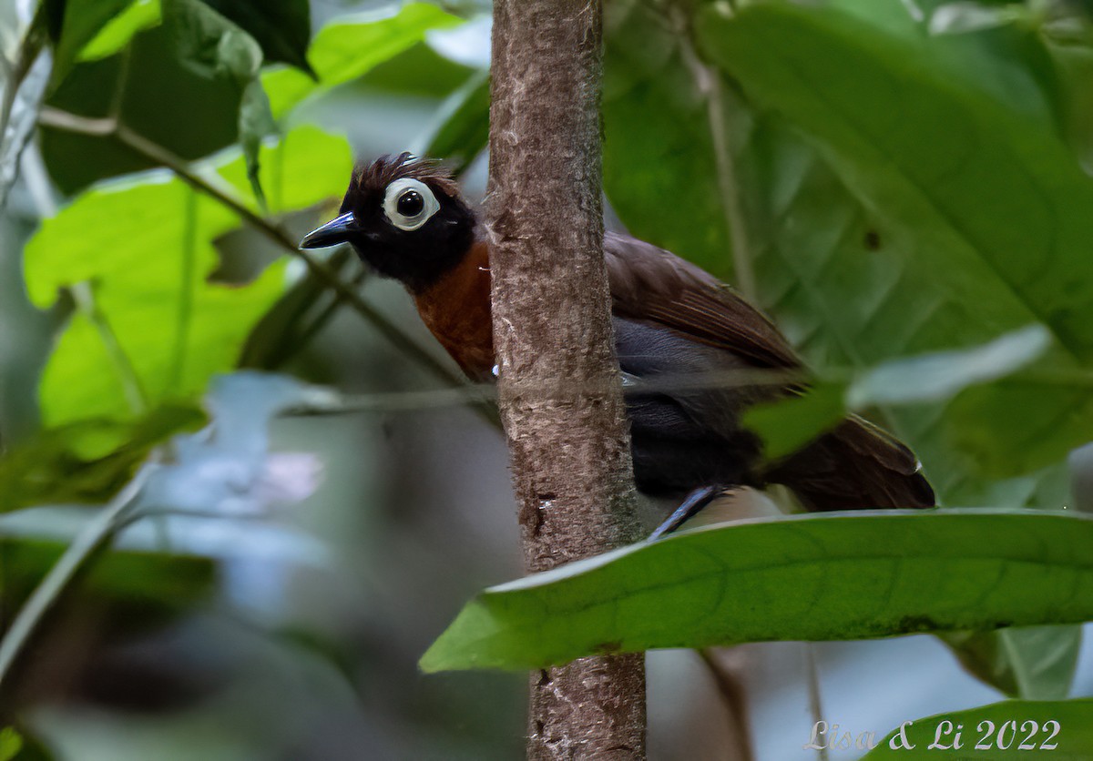 Harlequin Antbird - ML492027901