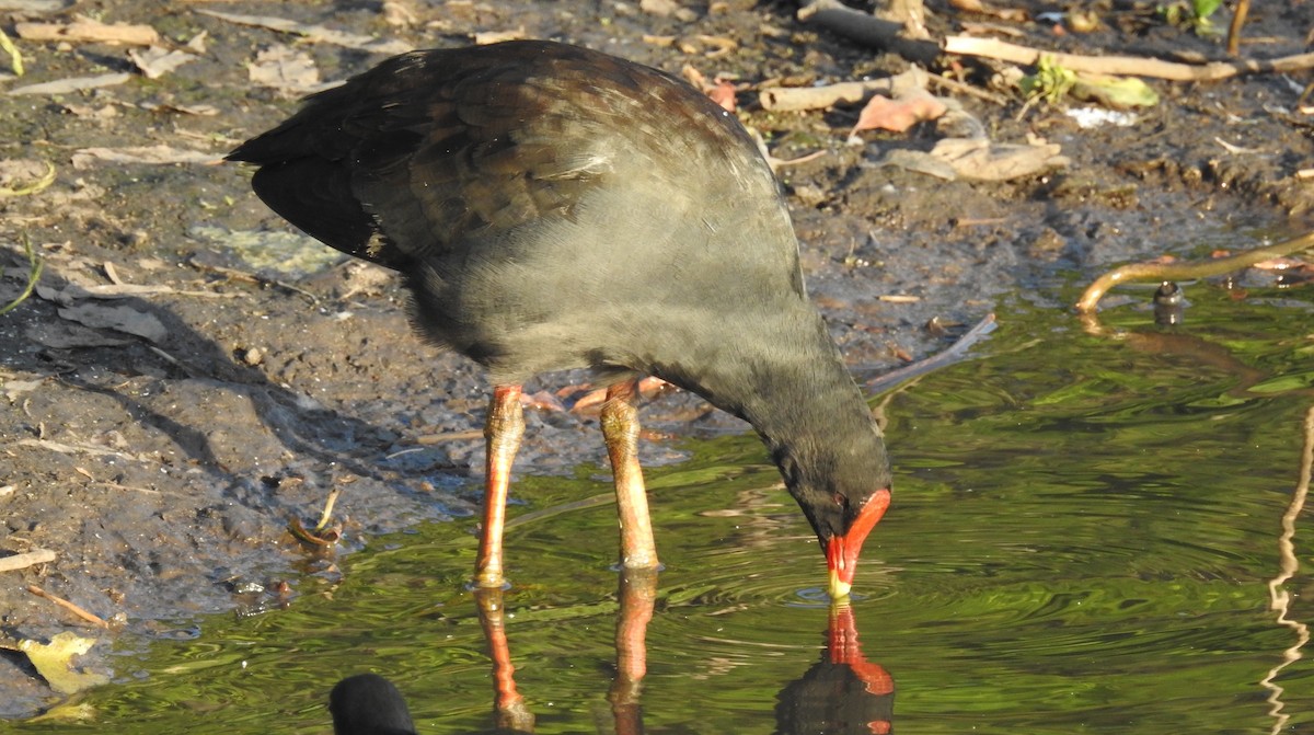 Dusky Moorhen - Michael Daley