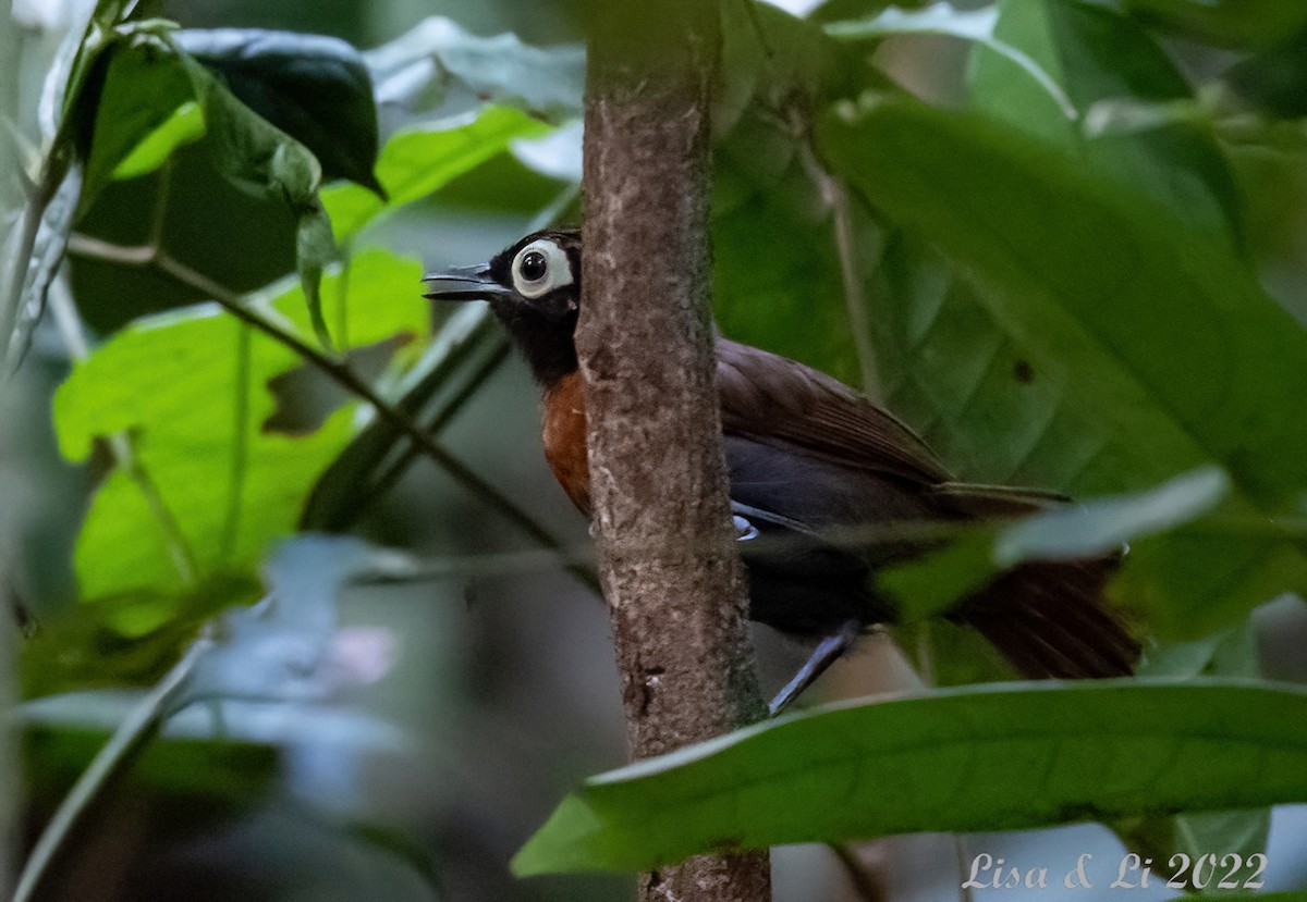 Harlequin Antbird - ML492028111