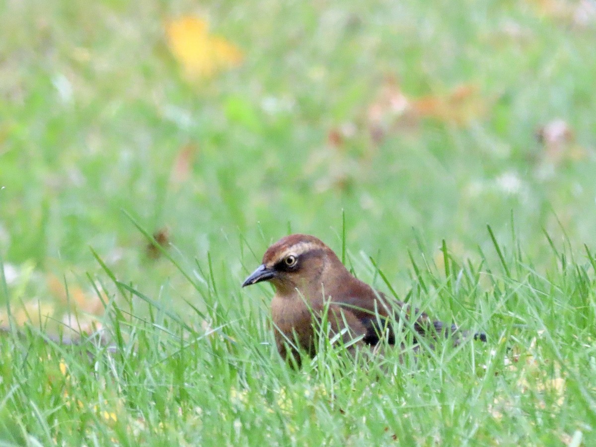 Rusty Blackbird - David and Regan Goodyear