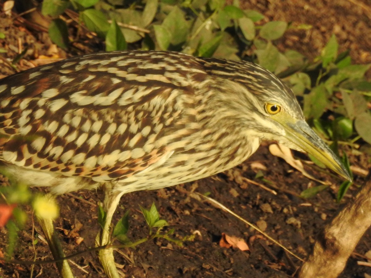 Nankeen Night Heron - ML49202831