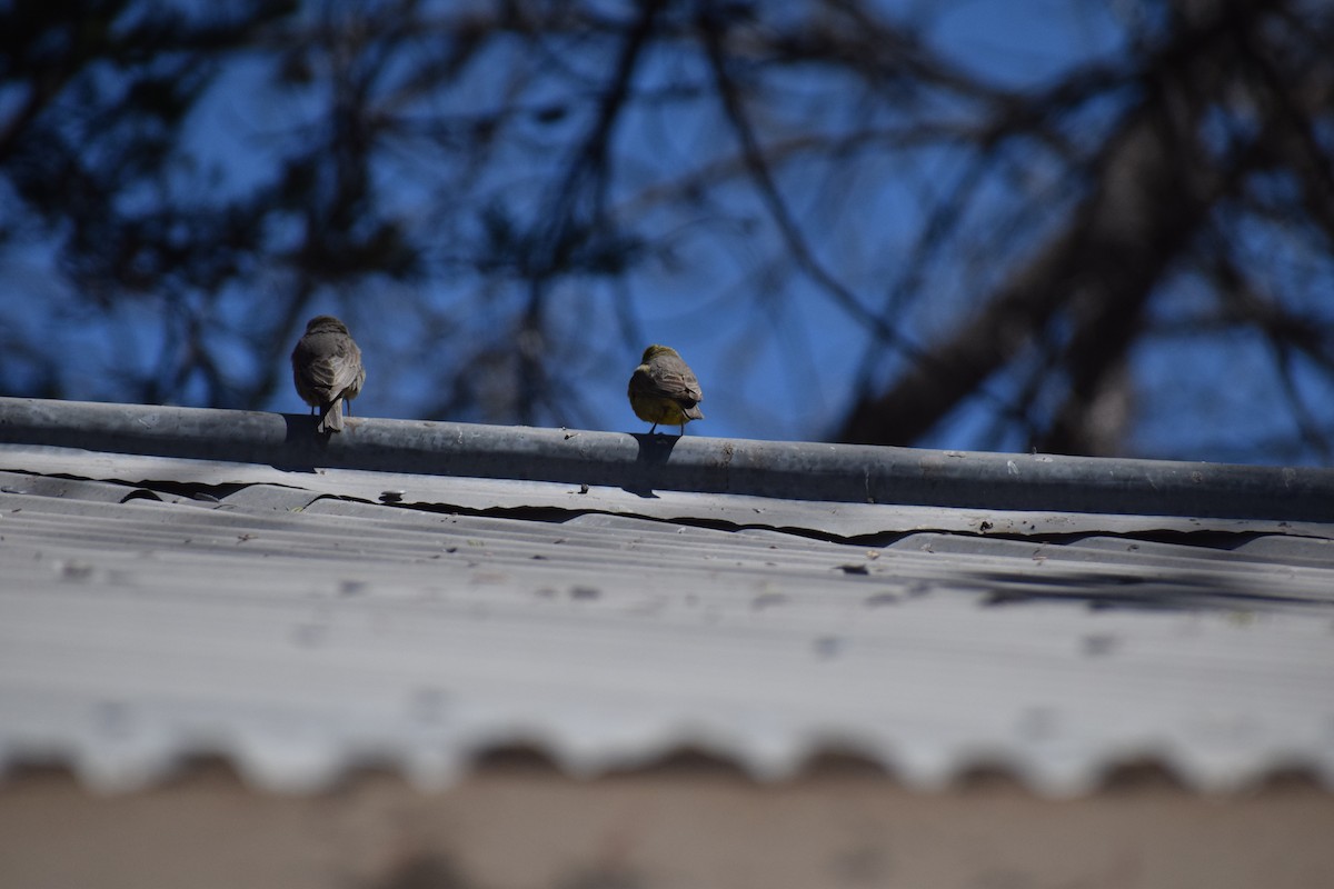 Greenish Yellow-Finch - ML492029871