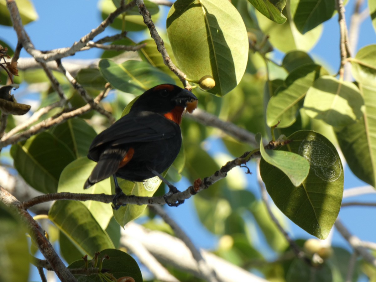 Greater Antillean Bullfinch - Tarra Lindo