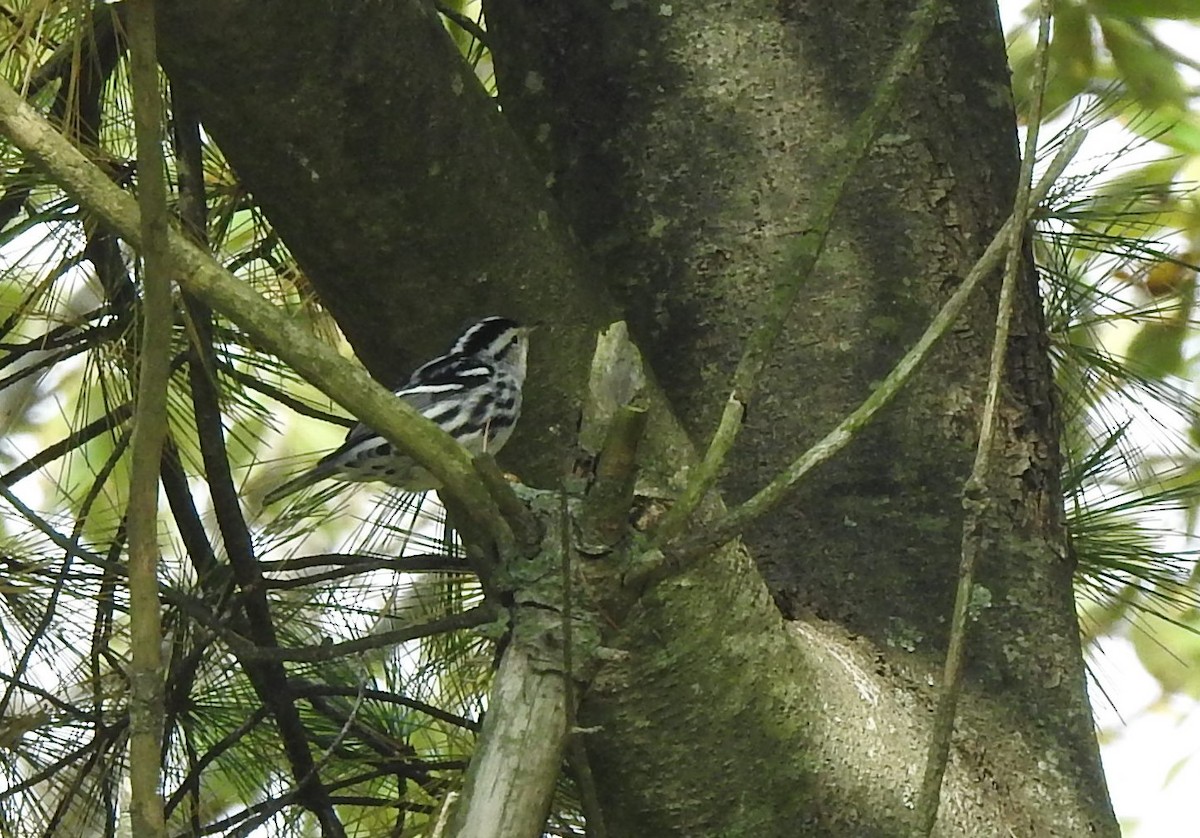 Black-and-white Warbler - ML492030331