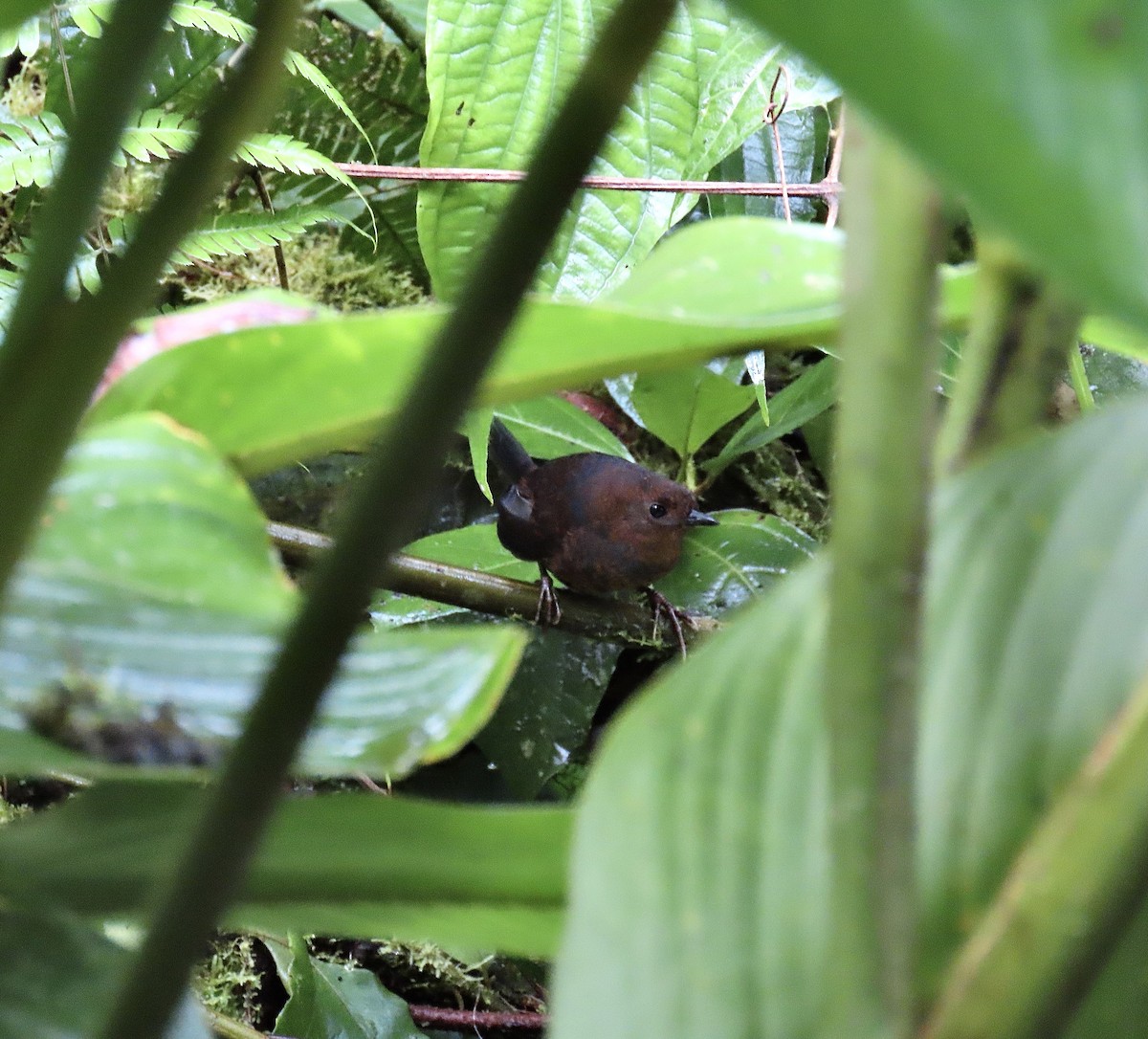Nariño Tapaculo - ML492030741