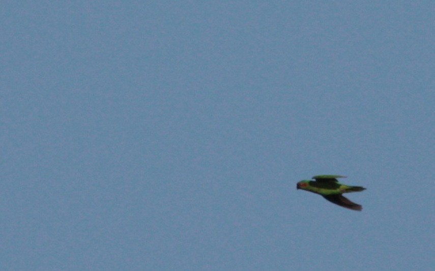 Musk Lorikeet - ML49203151