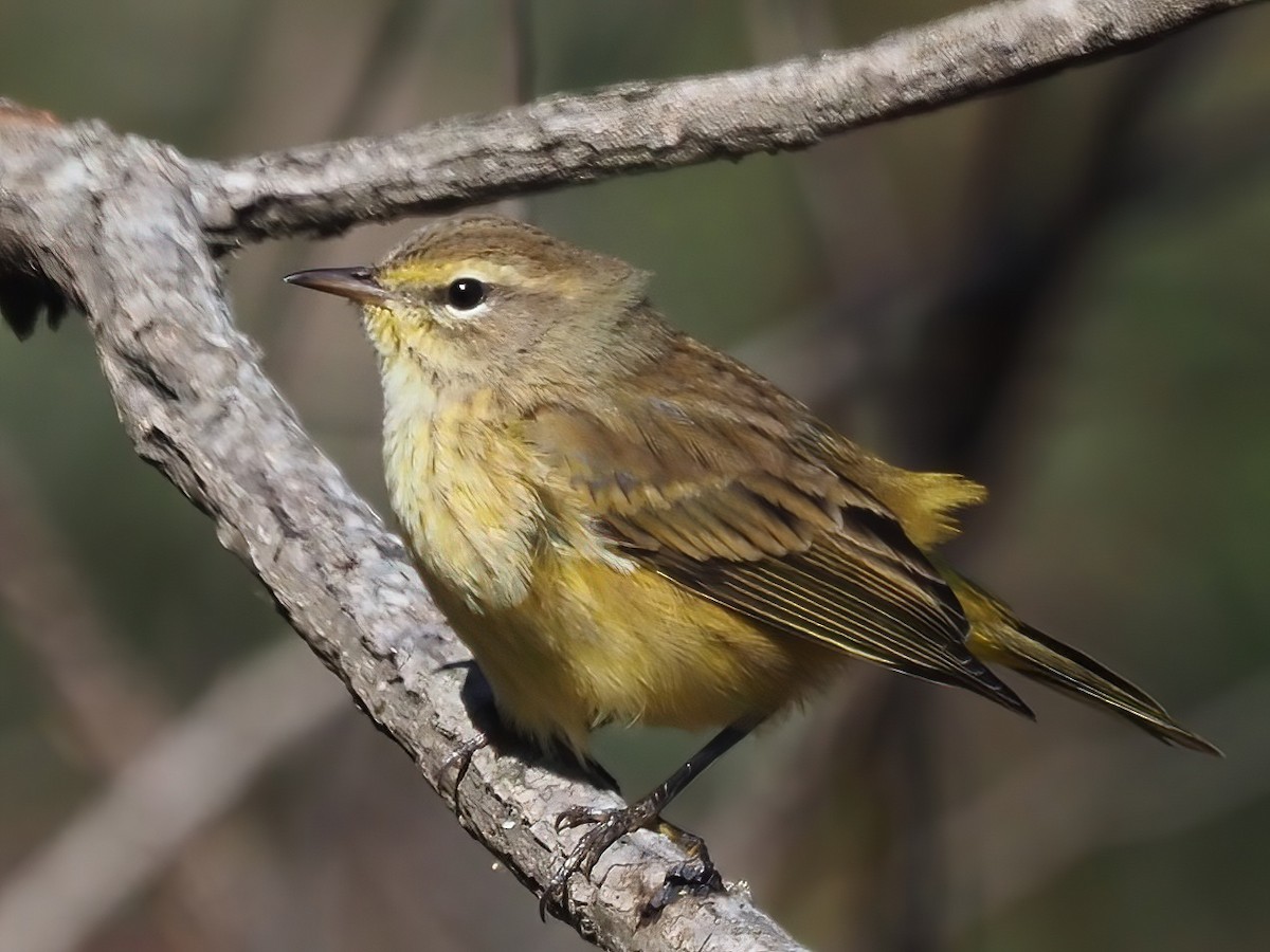 Palm Warbler - ML492032111