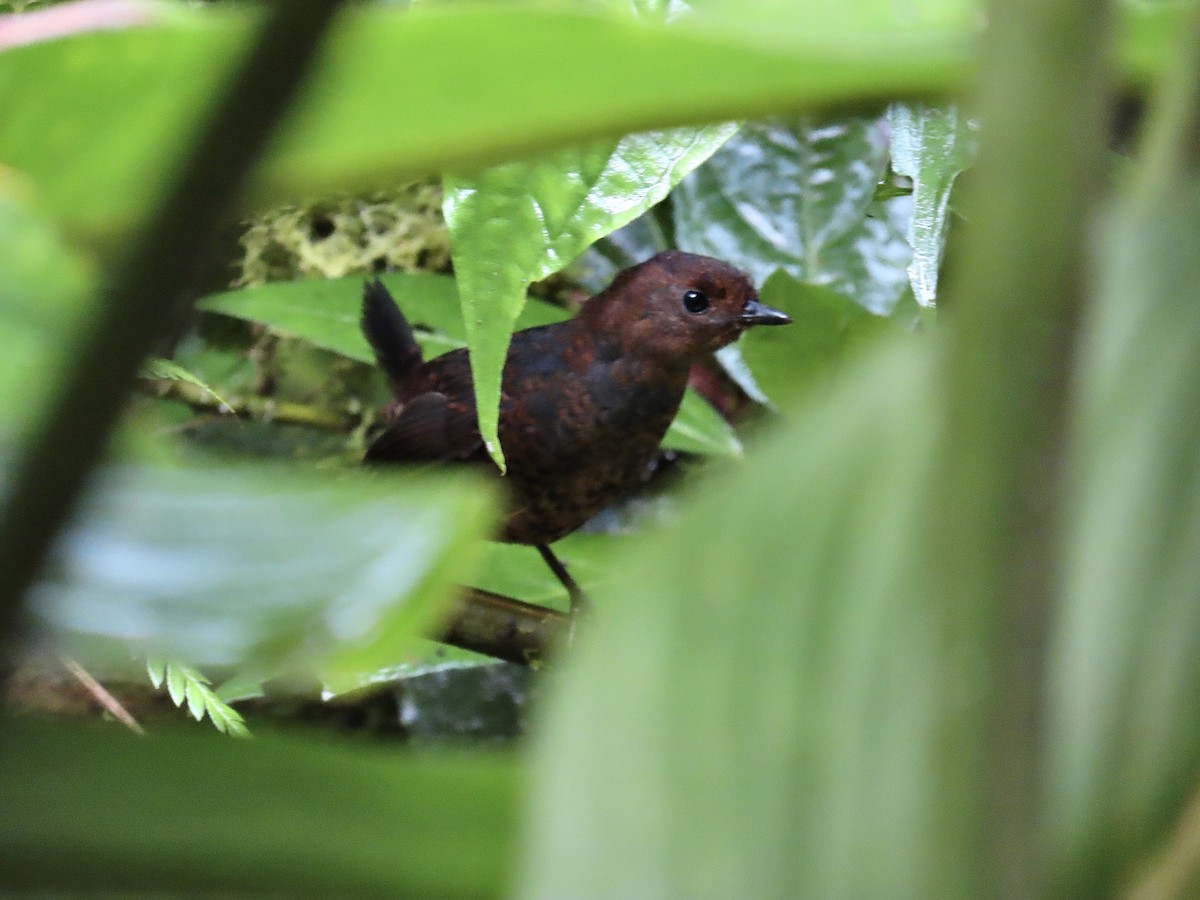 Nariño Tapaculo - ML492032281