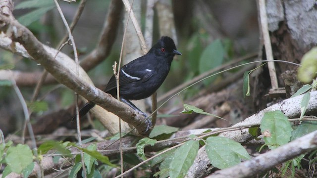 White-shouldered Fire-eye - ML492033211