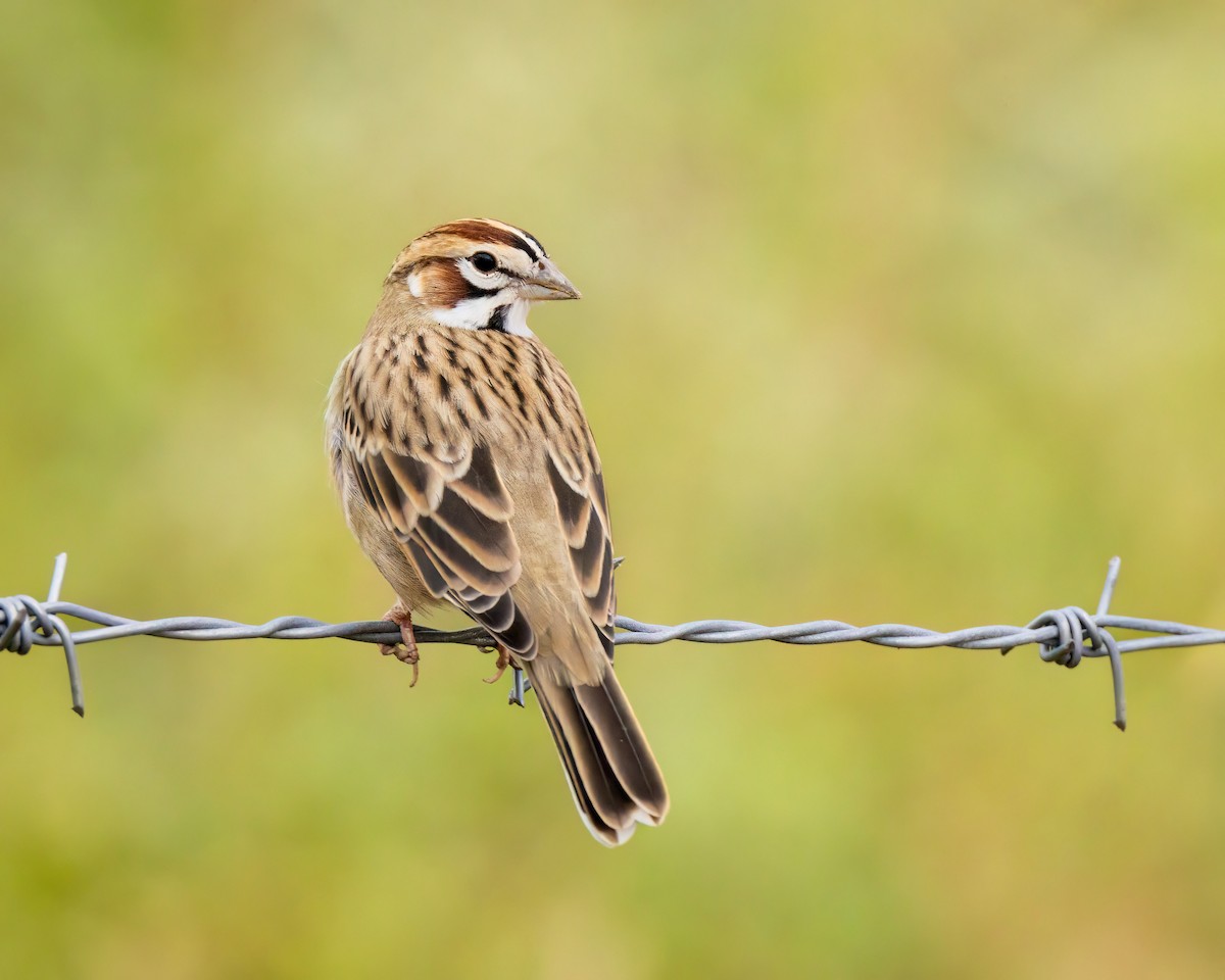 Lark Sparrow - ML492033581