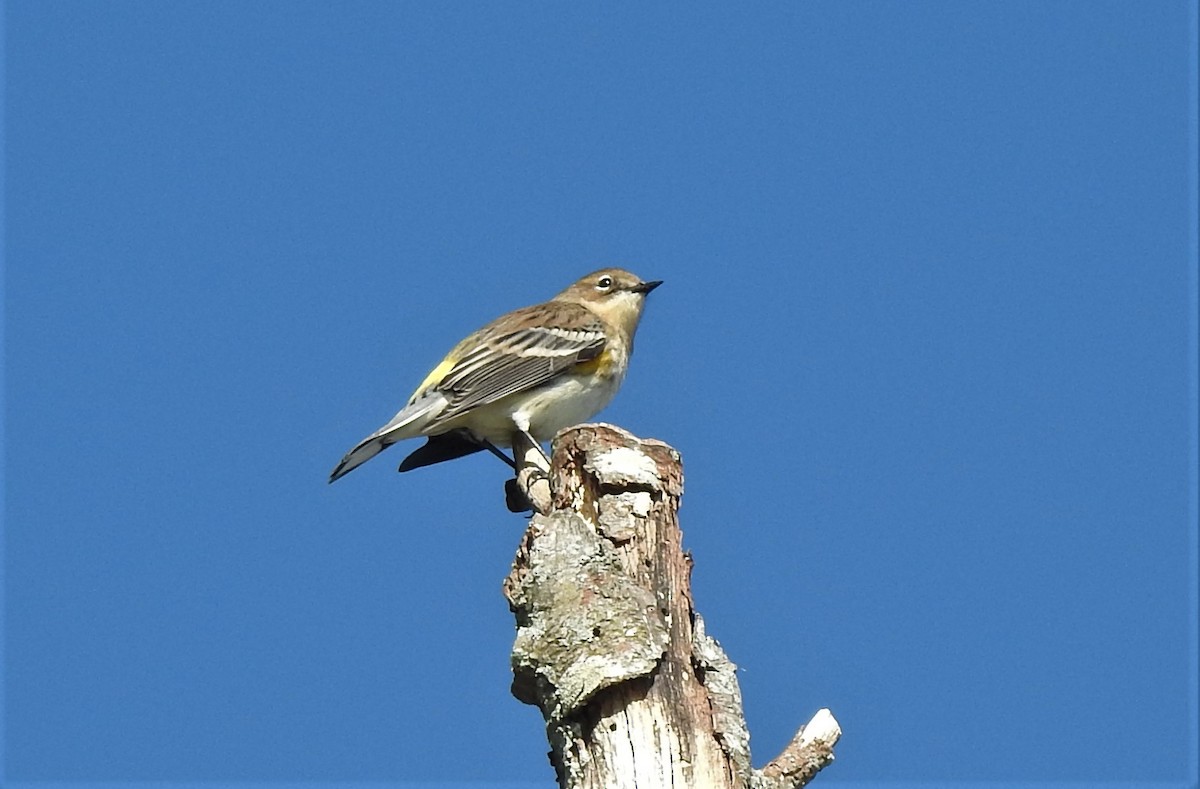 Yellow-rumped Warbler - ML492033851