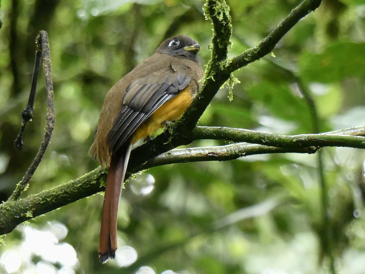 Collared Trogon - Mike McGrenere