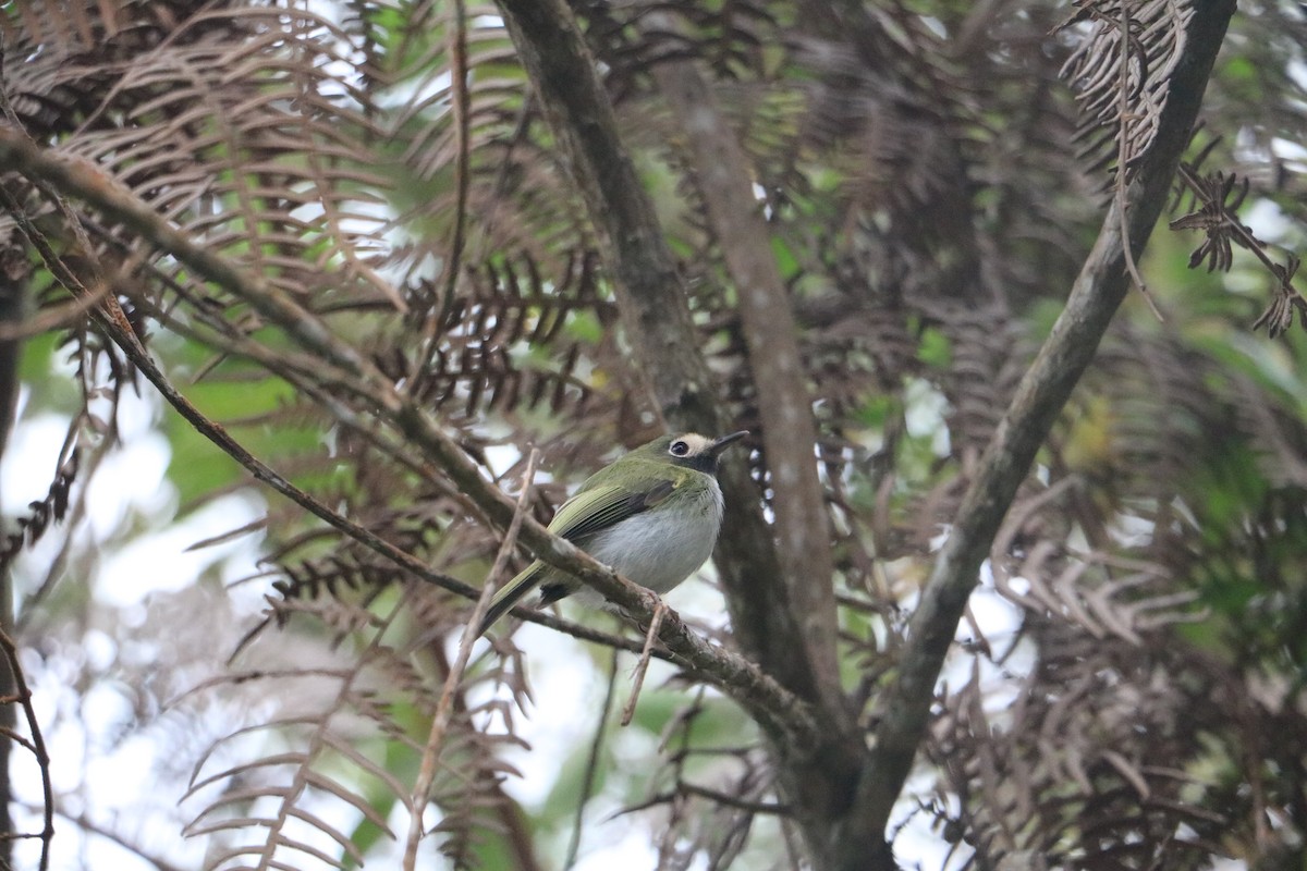 Black-throated Tody-Tyrant - ML492035301