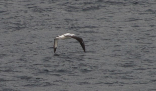 albatros stěhovavý/tristanský/jižní - ML492035781