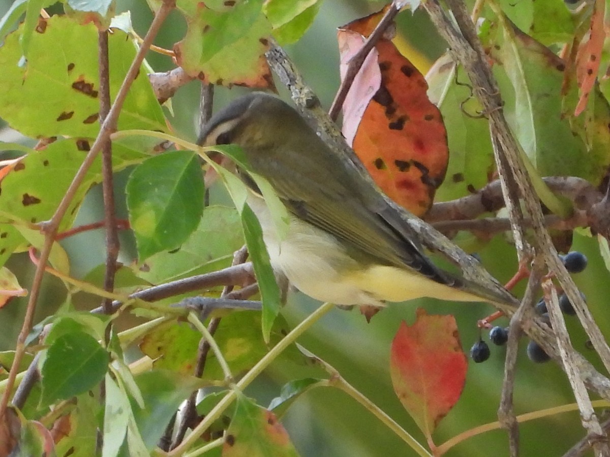 rødøyevireo - ML492036421